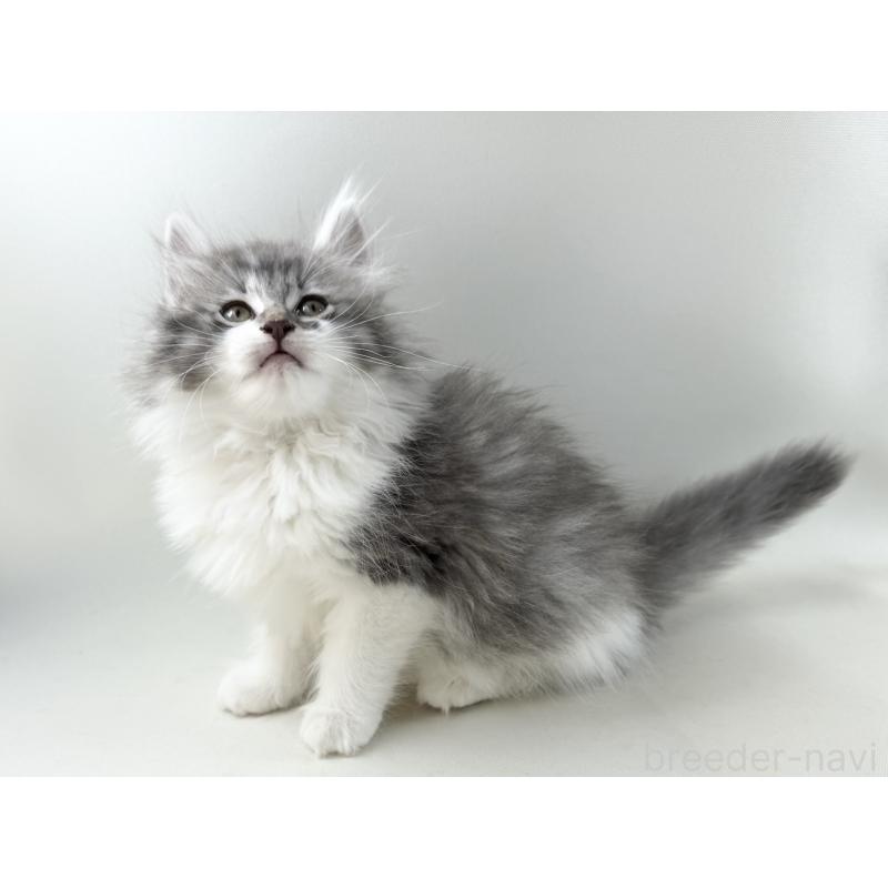 販売中の福岡県のノルウェージャンフォレストキャット-131573の8枚目