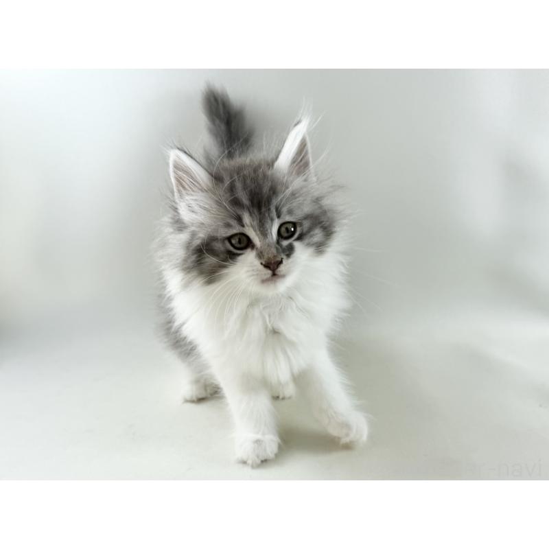 販売中の福岡県のノルウェージャンフォレストキャット-131573の7枚目