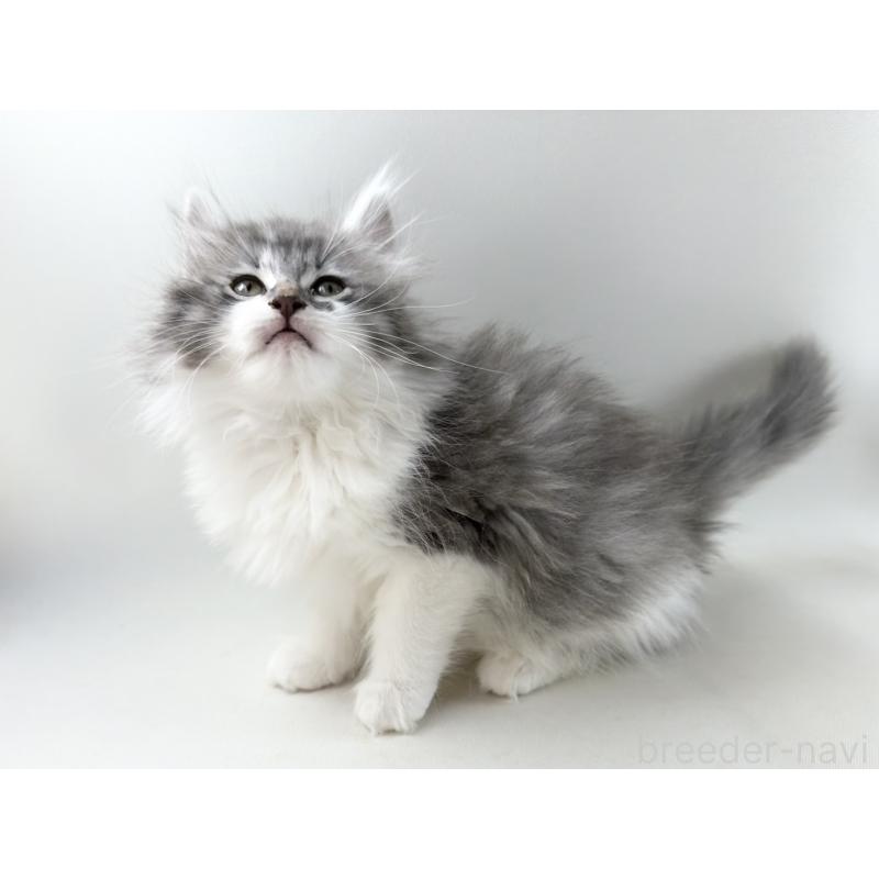 販売中の福岡県のノルウェージャンフォレストキャット-131573の6枚目