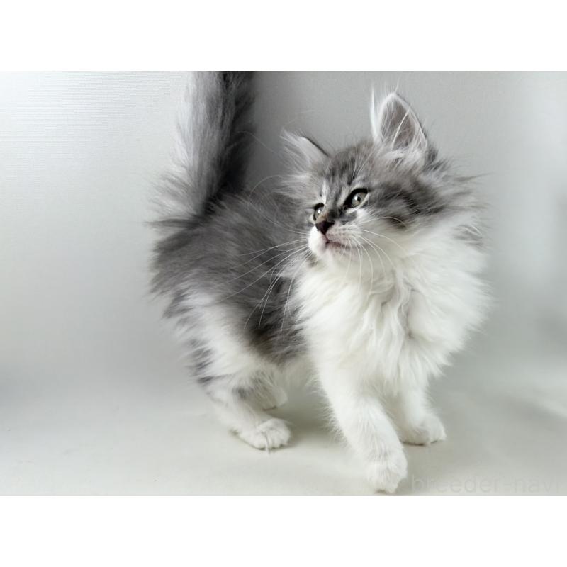 販売中の福岡県のノルウェージャンフォレストキャット-131573の5枚目