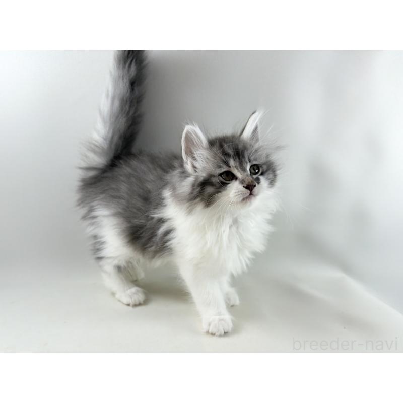 販売中の福岡県のノルウェージャンフォレストキャット-131573の4枚目