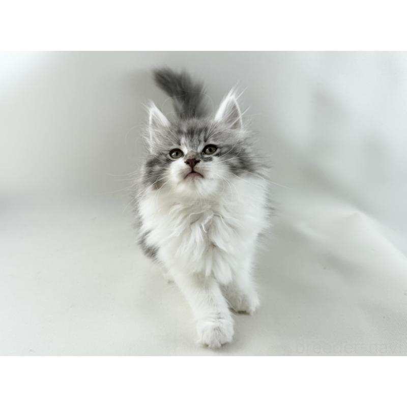 販売中の福岡県のノルウェージャンフォレストキャット-131573の3枚目