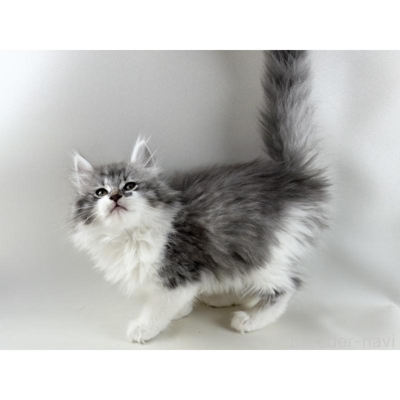 販売中の福岡県のノルウェージャンフォレストキャット-131573の2枚目