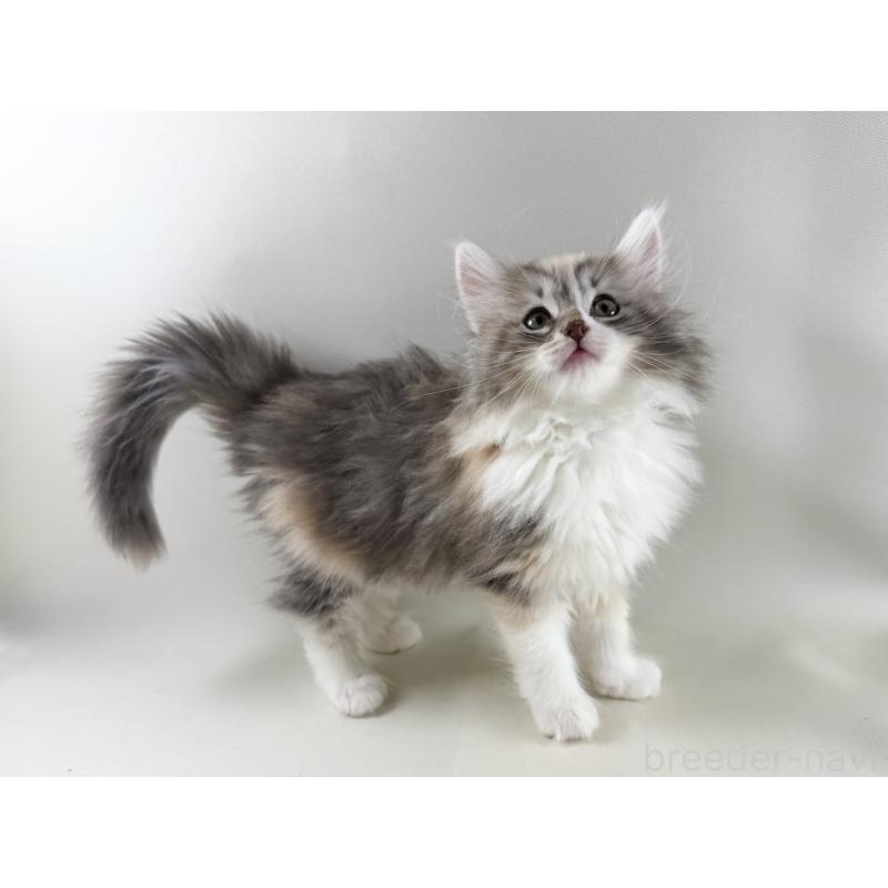 販売中の福岡県のノルウェージャンフォレストキャット-131574の15枚目