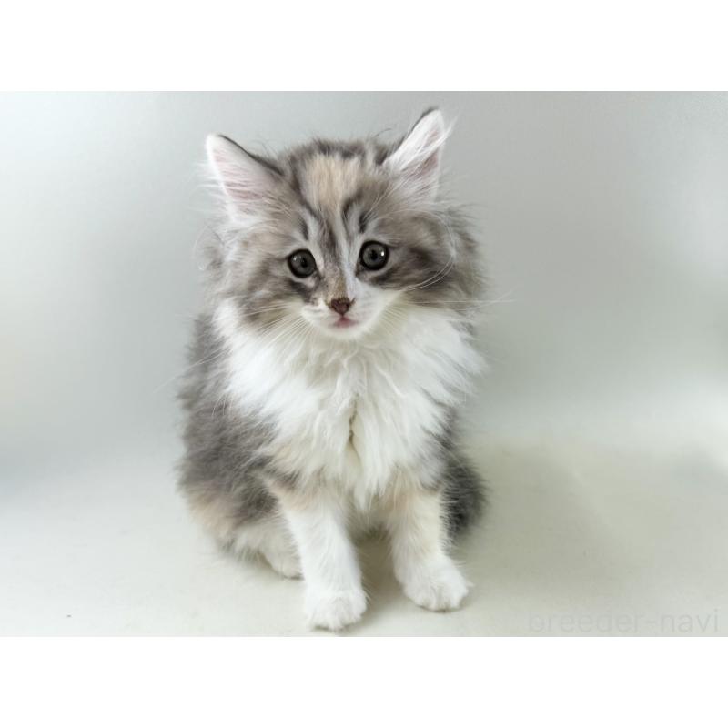 販売中の福岡県のノルウェージャンフォレストキャット-131574の16枚目