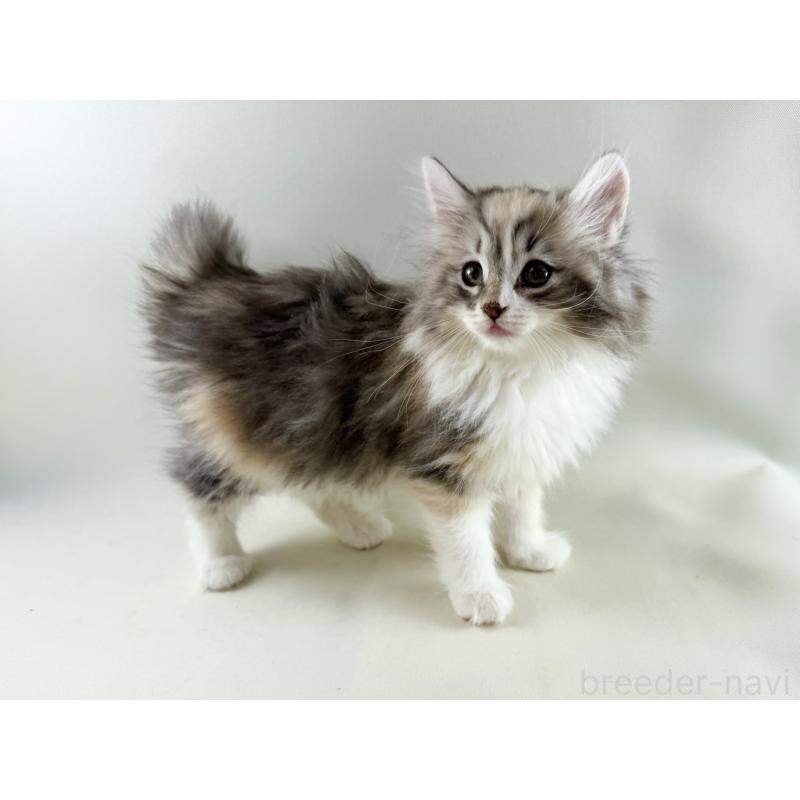 販売中の福岡県のノルウェージャンフォレストキャット-131574の13枚目