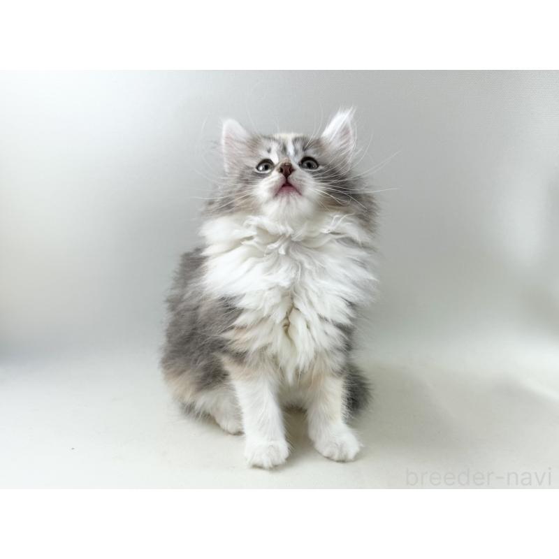 販売中の福岡県のノルウェージャンフォレストキャット-131574の12枚目