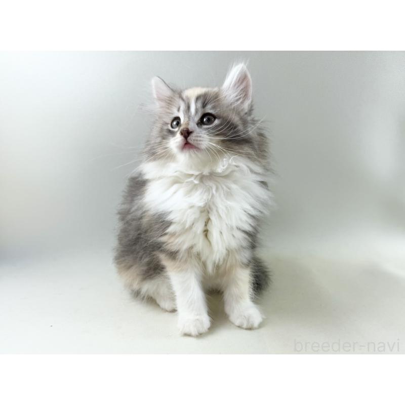 販売中の福岡県のノルウェージャンフォレストキャット-131574の11枚目