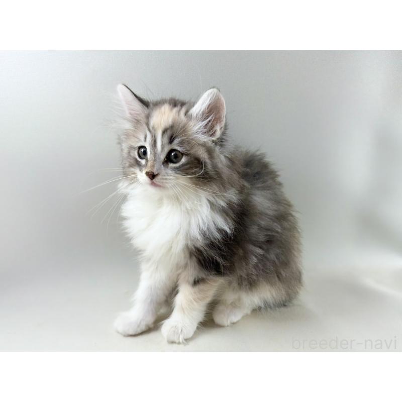 販売中の福岡県のノルウェージャンフォレストキャット-131574の10枚目