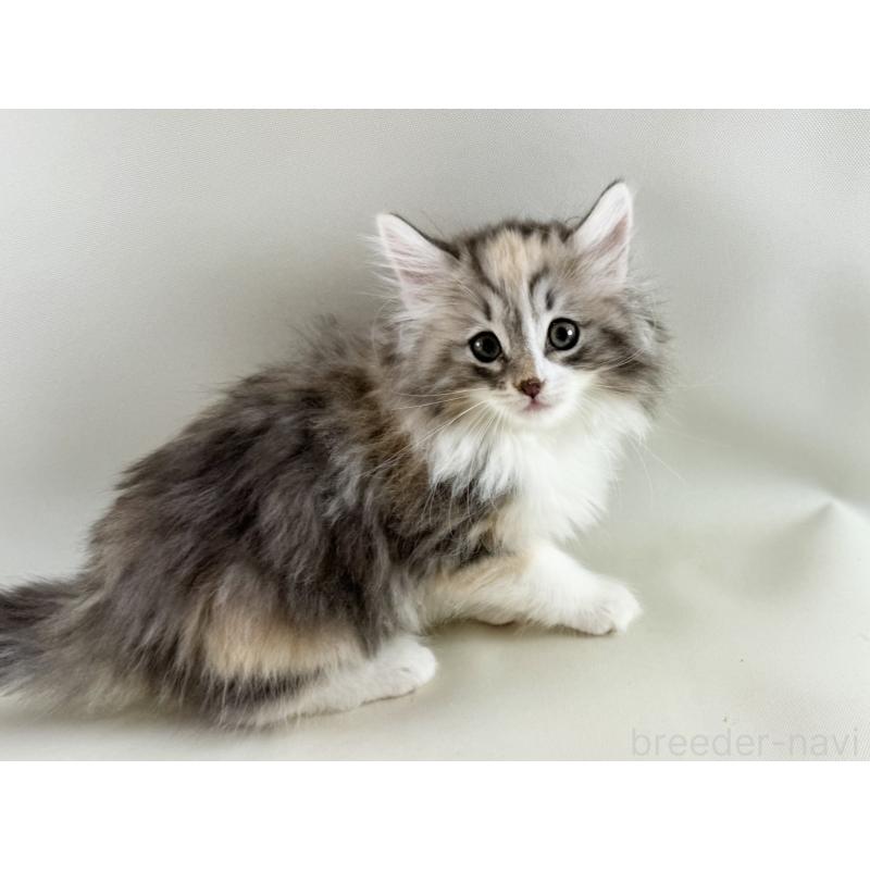 販売中の福岡県のノルウェージャンフォレストキャット-131574の9枚目