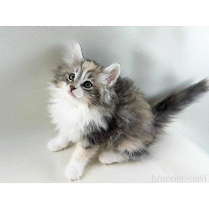 販売中の福岡県のノルウェージャンフォレストキャット-131574の8枚目