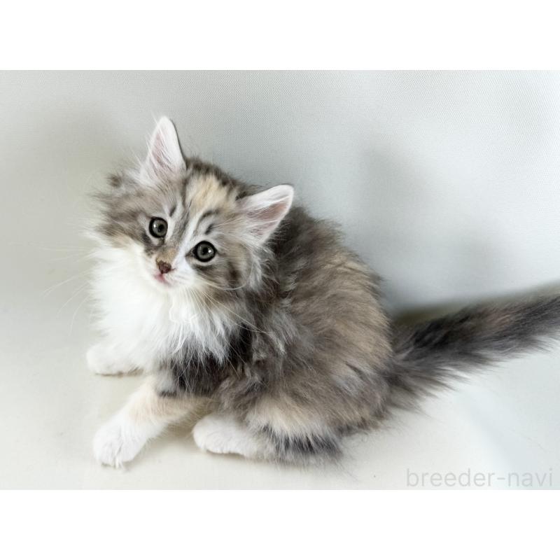 販売中の福岡県のノルウェージャンフォレストキャット-131574の7枚目