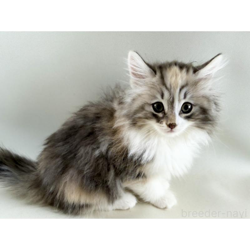 販売中の福岡県のノルウェージャンフォレストキャット-131574の6枚目