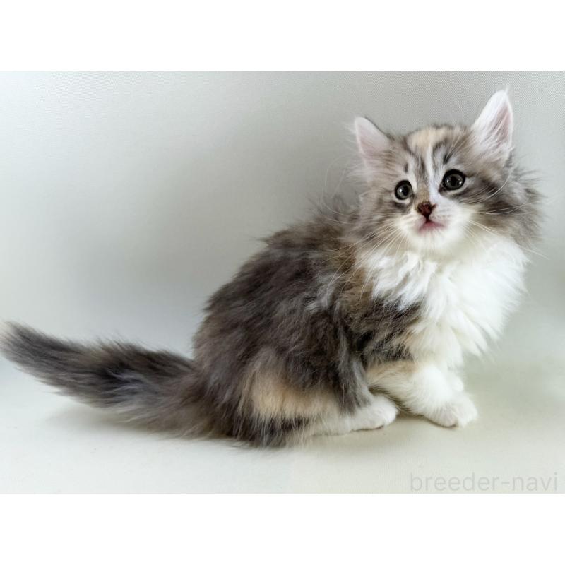 販売中の福岡県のノルウェージャンフォレストキャット-131574の5枚目