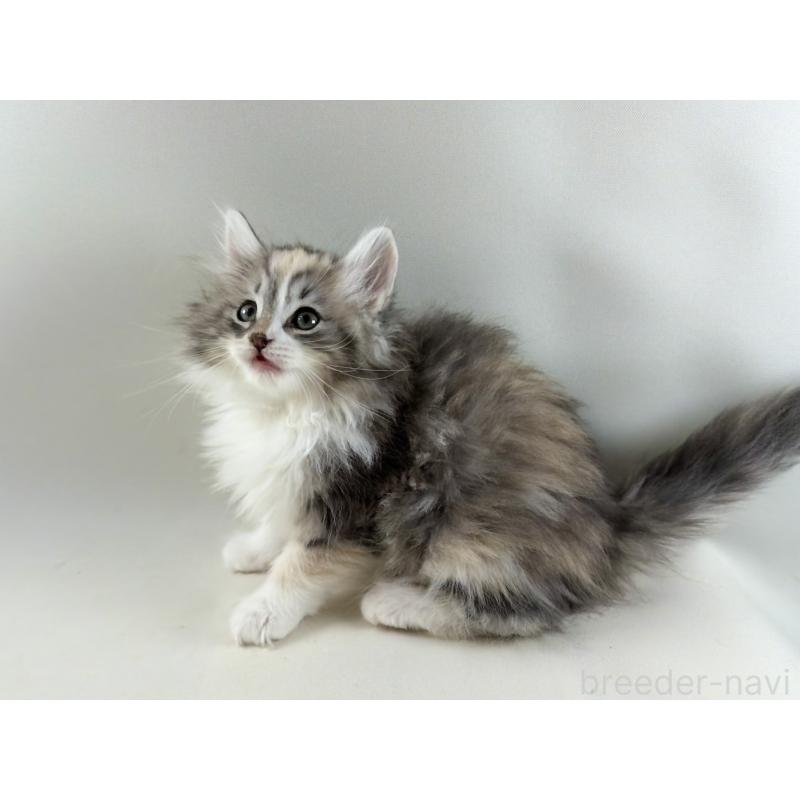 販売中の福岡県のノルウェージャンフォレストキャット-131574の2枚目