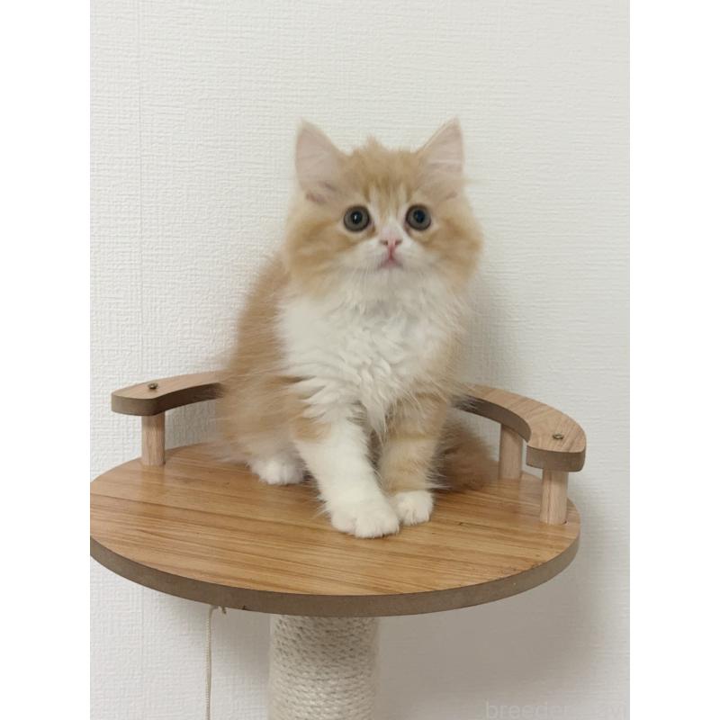 商談中の埼玉県のスコティッシュフォールド-131029の2枚目