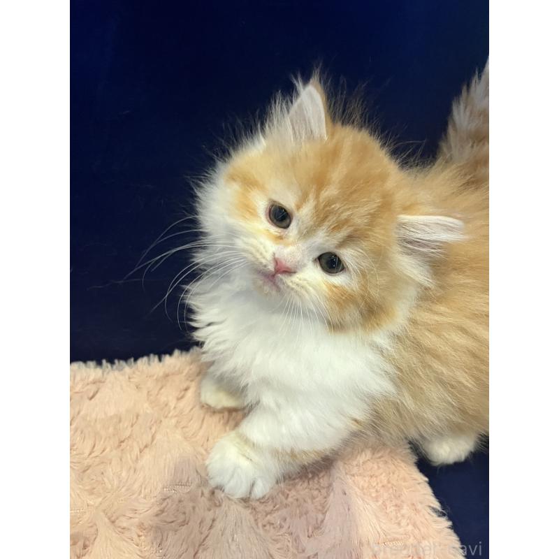 販売中の富山県のミヌエット(短足)-131575の5枚目