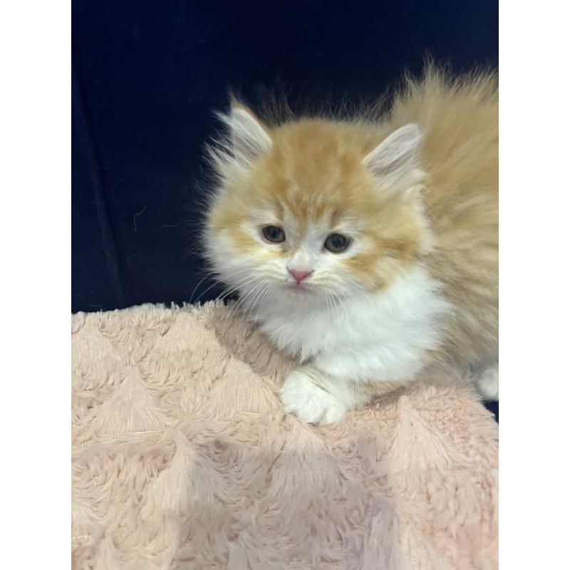 販売中の富山県のミヌエット(短足)-131575の4枚目