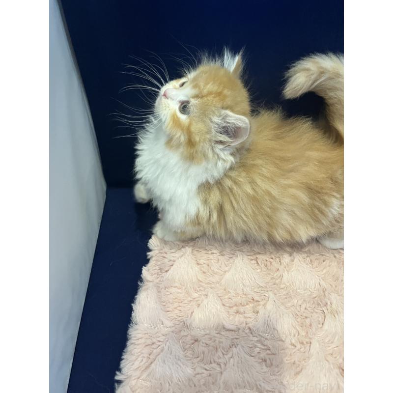 販売中の富山県のミヌエット(短足)-131575の3枚目