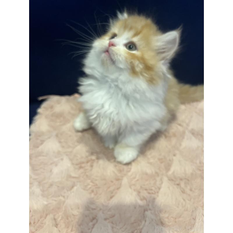 販売中の富山県のミヌエット(短足)-131575の2枚目