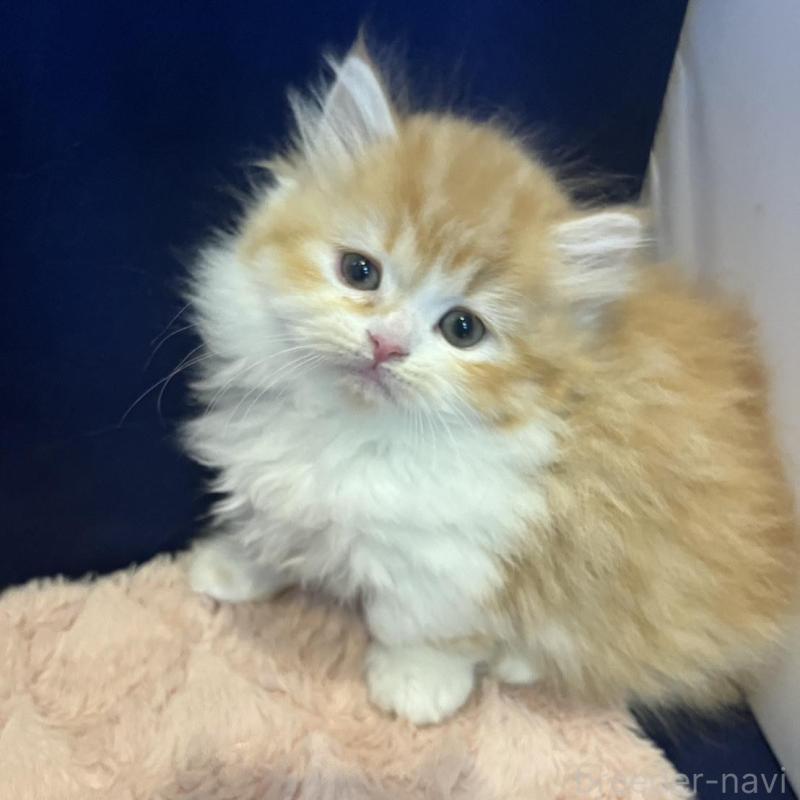 販売中の富山県のミヌエット(短足)-131575の1枚目