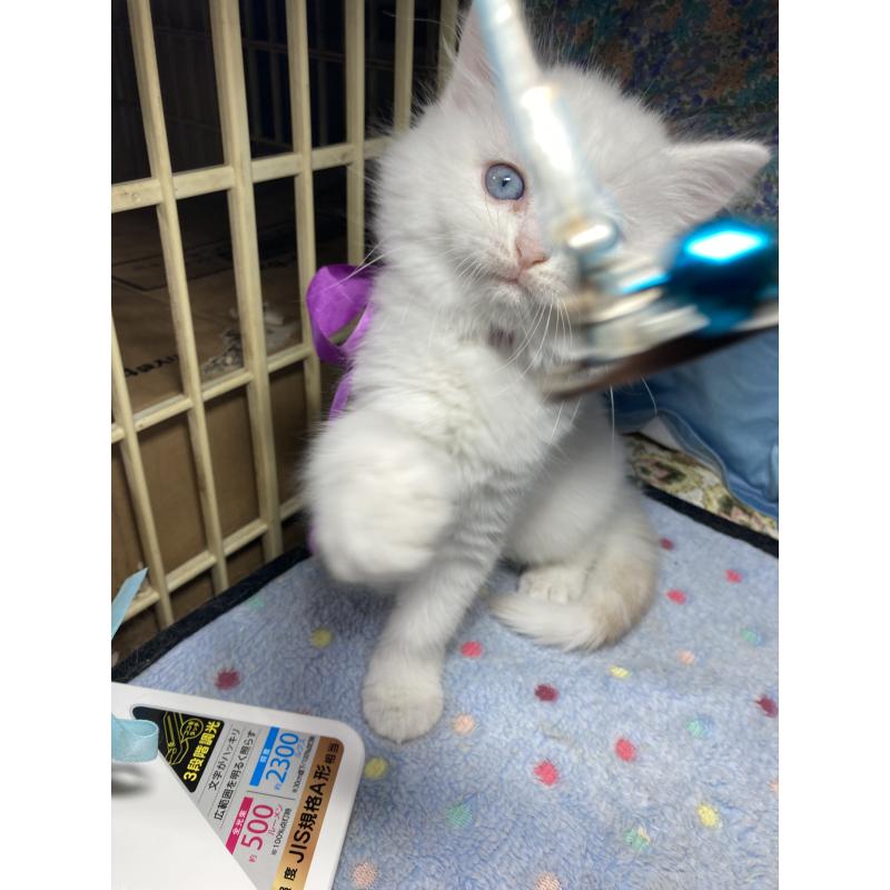 販売中の神奈川県のマンチカン-129912の17枚目