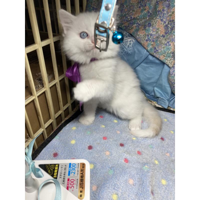 販売中の神奈川県のマンチカン-129912の16枚目