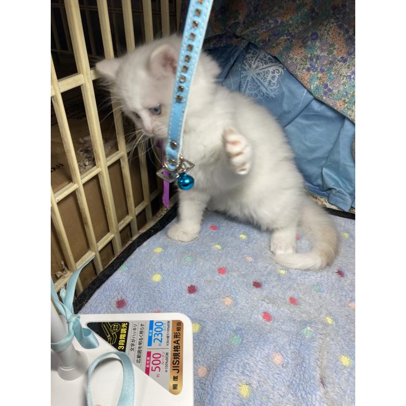 販売中の神奈川県のマンチカン-129912の15枚目