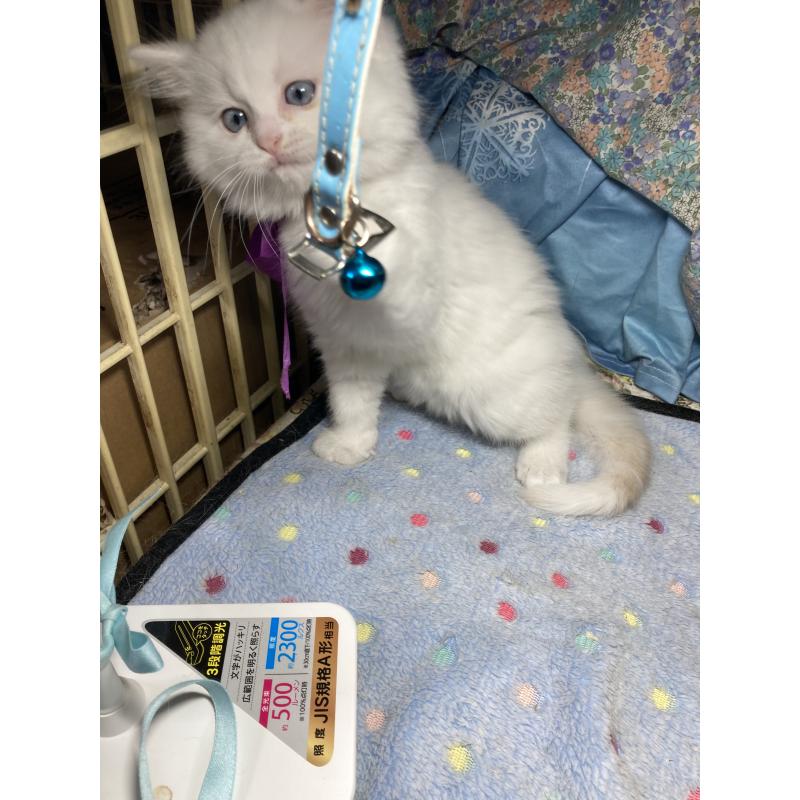 販売中の神奈川県のマンチカン-129912の14枚目