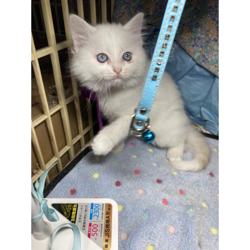 販売中の神奈川県のマンチカン-129912