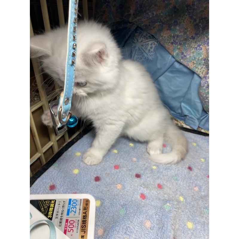 販売中の神奈川県のマンチカン-129912の12枚目