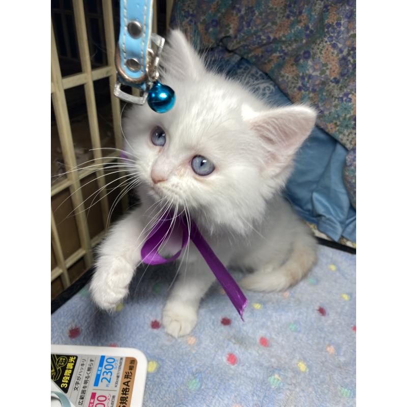 販売中の神奈川県のマンチカン-129912の11枚目