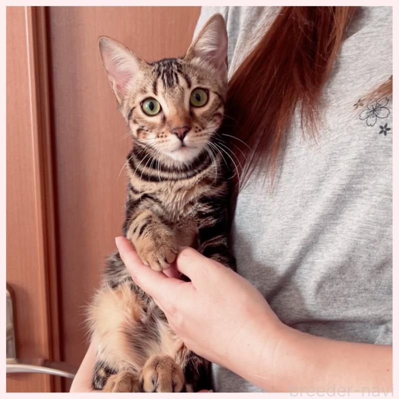 成約済の群馬県のベンガル-120598