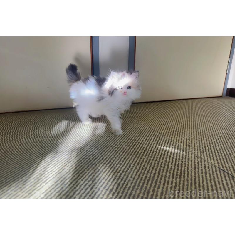 販売中の静岡県のミヌエット-131208の4枚目