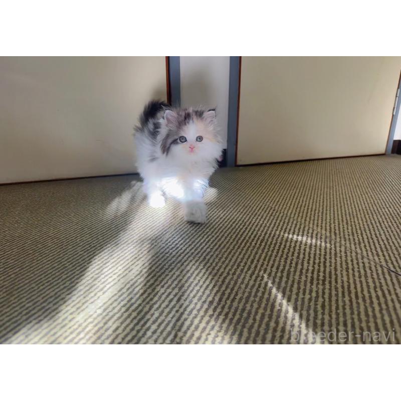 販売中の静岡県のミヌエット-131208の3枚目