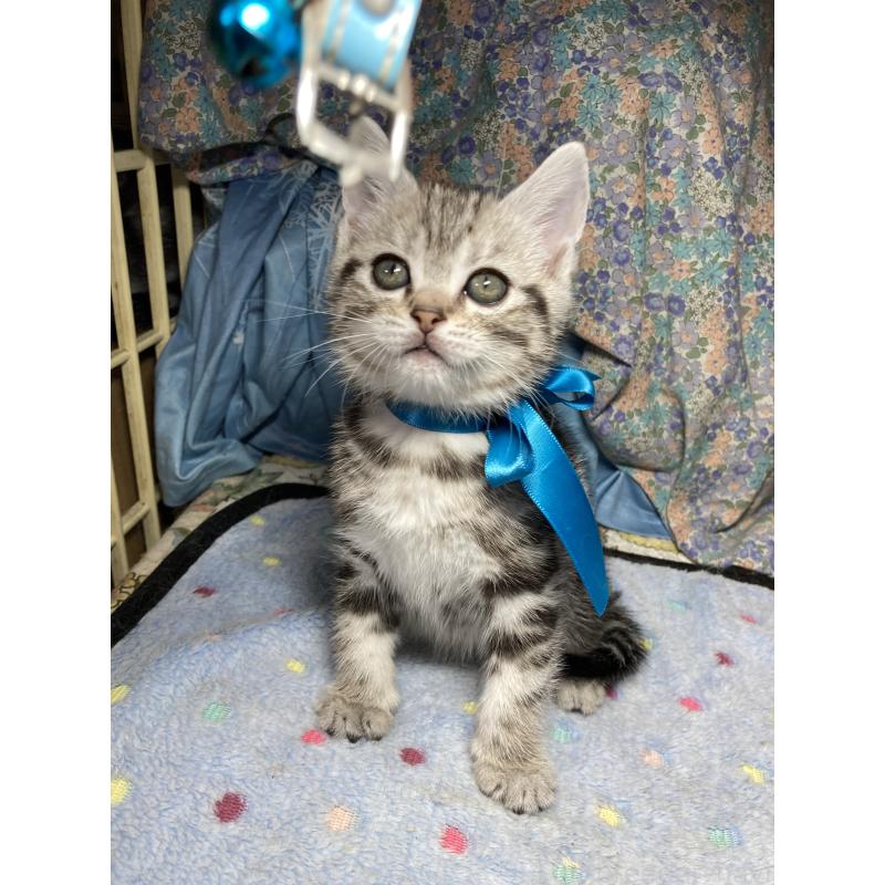 販売中の神奈川県のアメリカンショートヘア-131580の1枚目