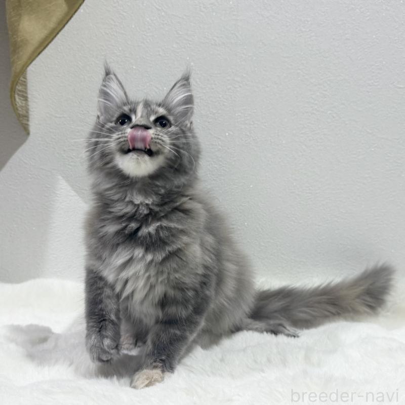 販売中の愛知県のメインクーン-131577の3枚目