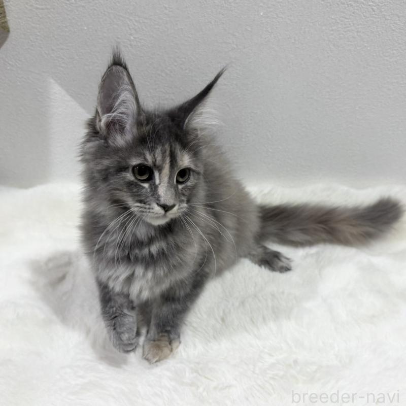 販売中の愛知県のメインクーン-131577の2枚目