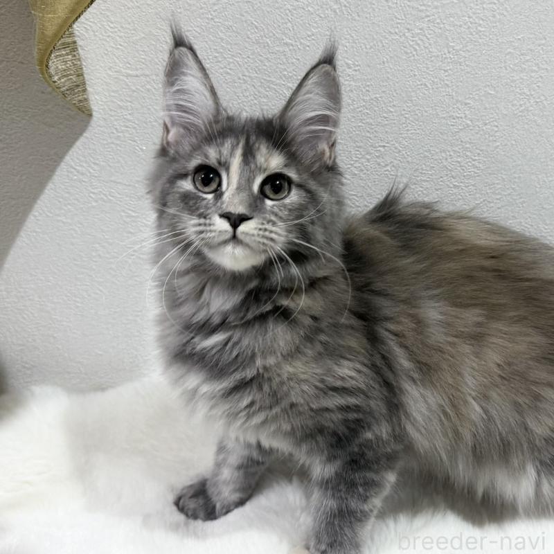 販売中の愛知県のメインクーン-131577