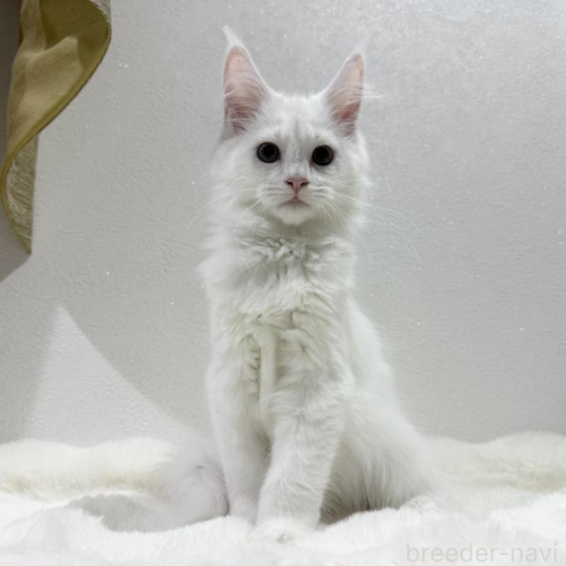 販売中の愛知県のメインクーン-131578