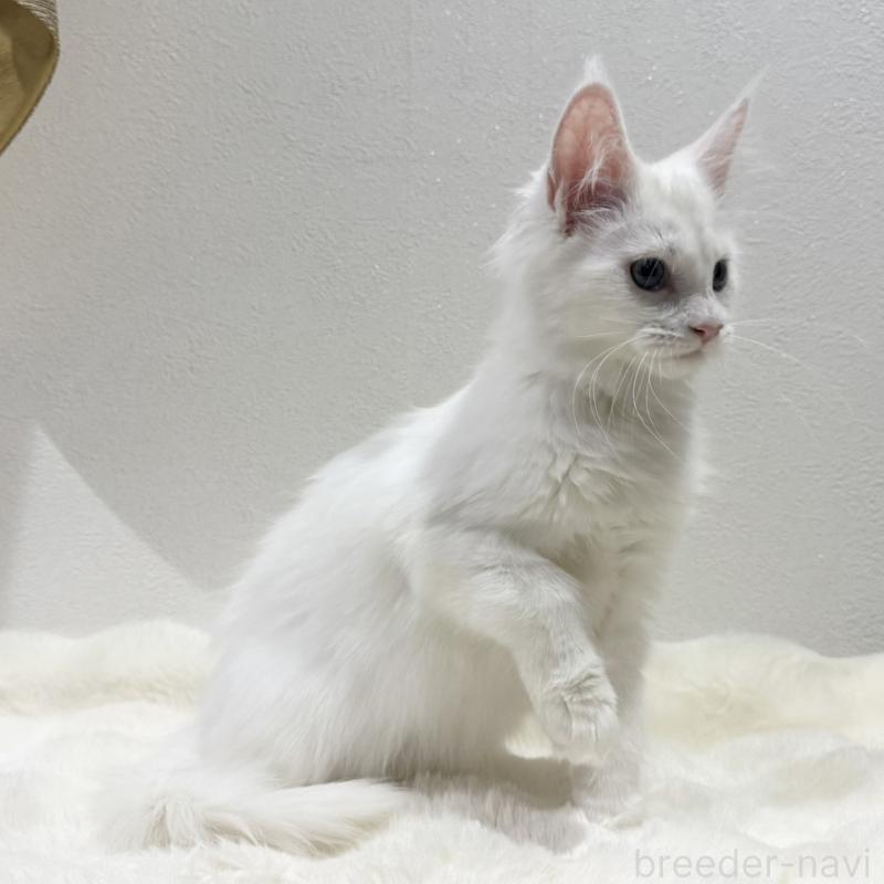 販売中の愛知県のメインクーン-131578の4枚目