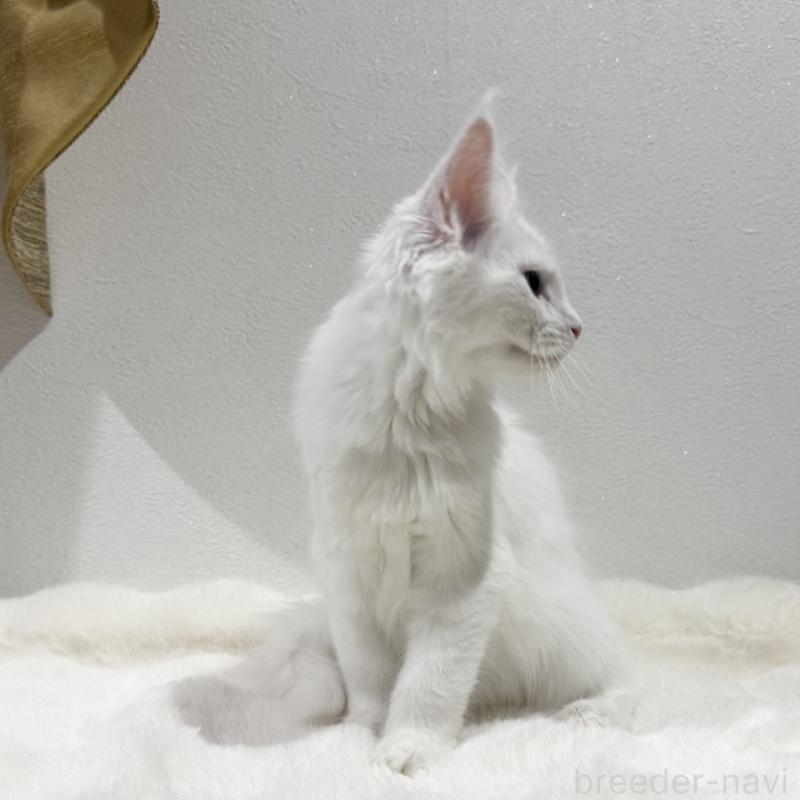 販売中の愛知県のメインクーン-131578の2枚目