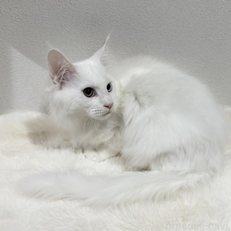 販売中の愛知県のメインクーン-131579の4枚目