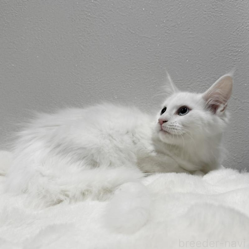 販売中の愛知県のメインクーン-131579の3枚目