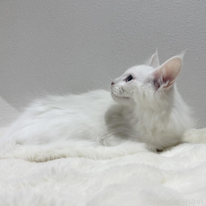 販売中の愛知県のメインクーン-131579の2枚目