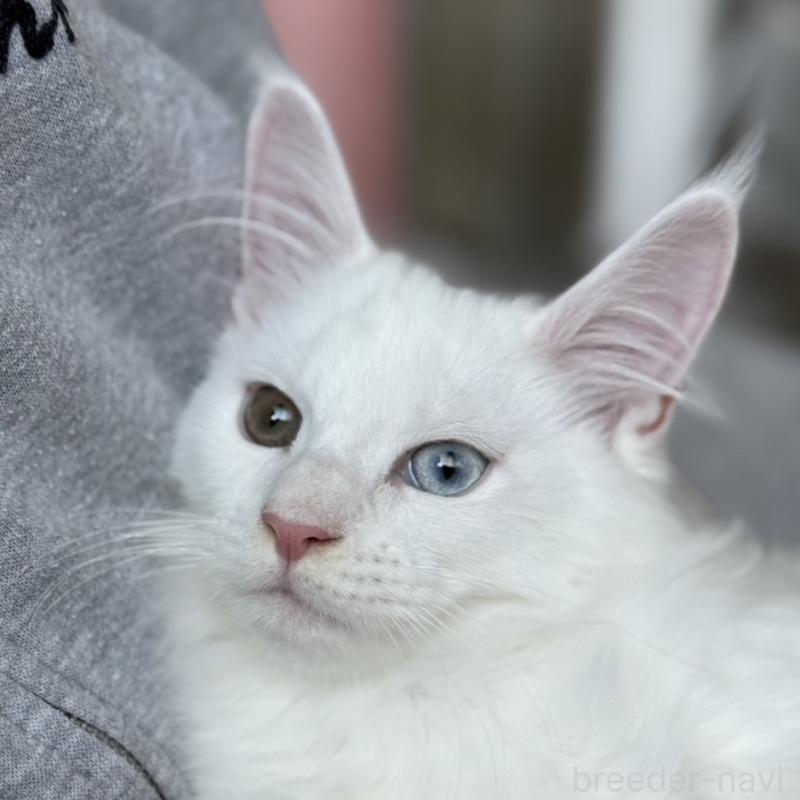 販売中の愛知県のメインクーン-131579