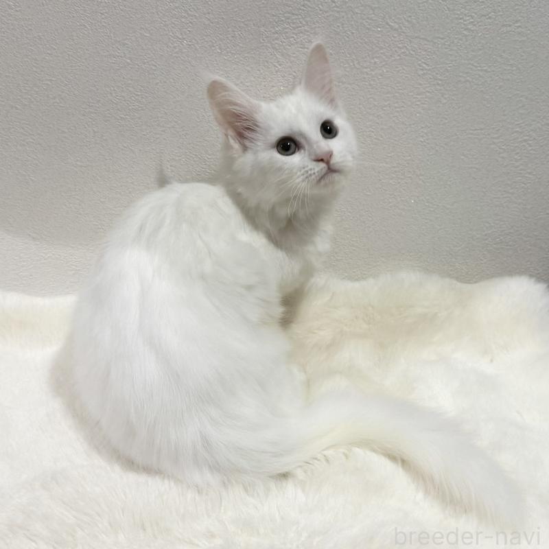 販売中の愛知県のメインクーン-131581の3枚目