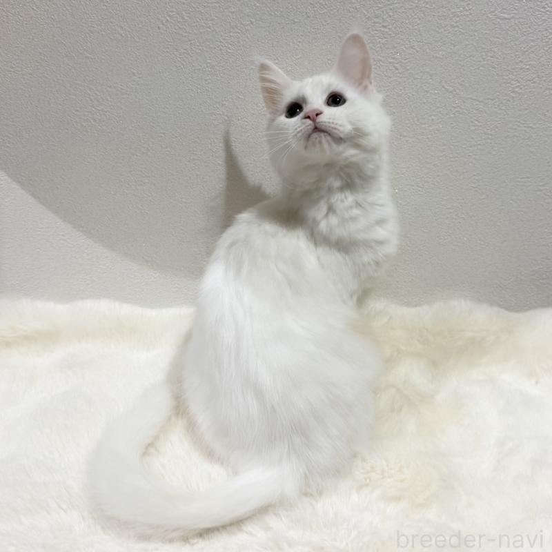 販売中の愛知県のメインクーン-131581の2枚目