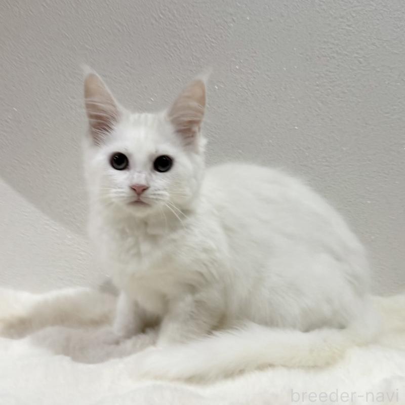 販売中の愛知県のメインクーン-131581の1枚目