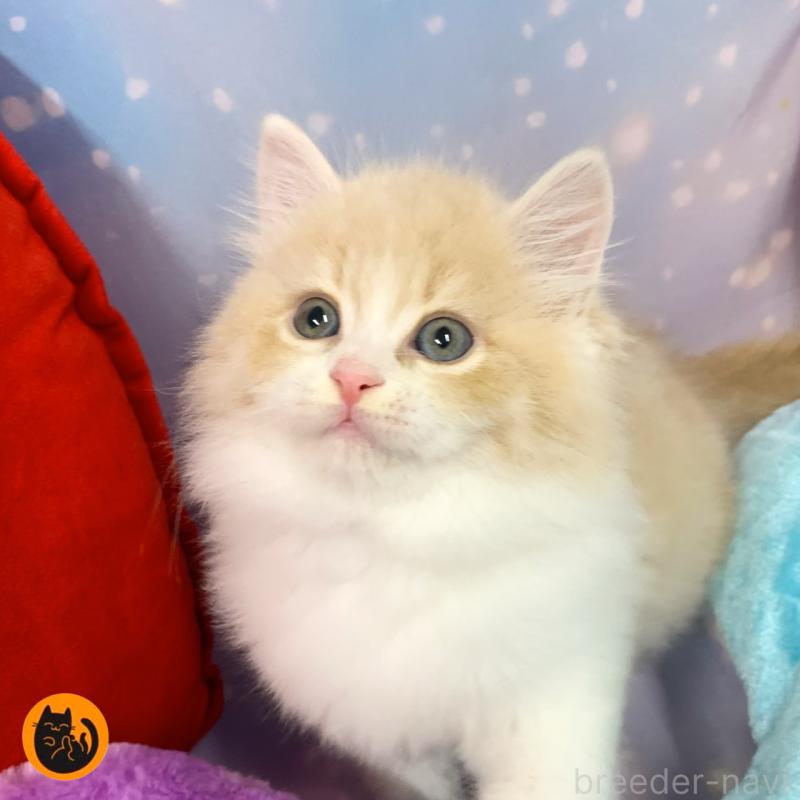 販売中の大阪府のスコティッシュフォールド-129658の1枚目